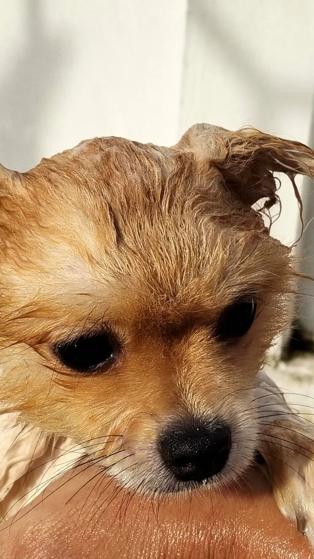 ai character: abandoned puppy background