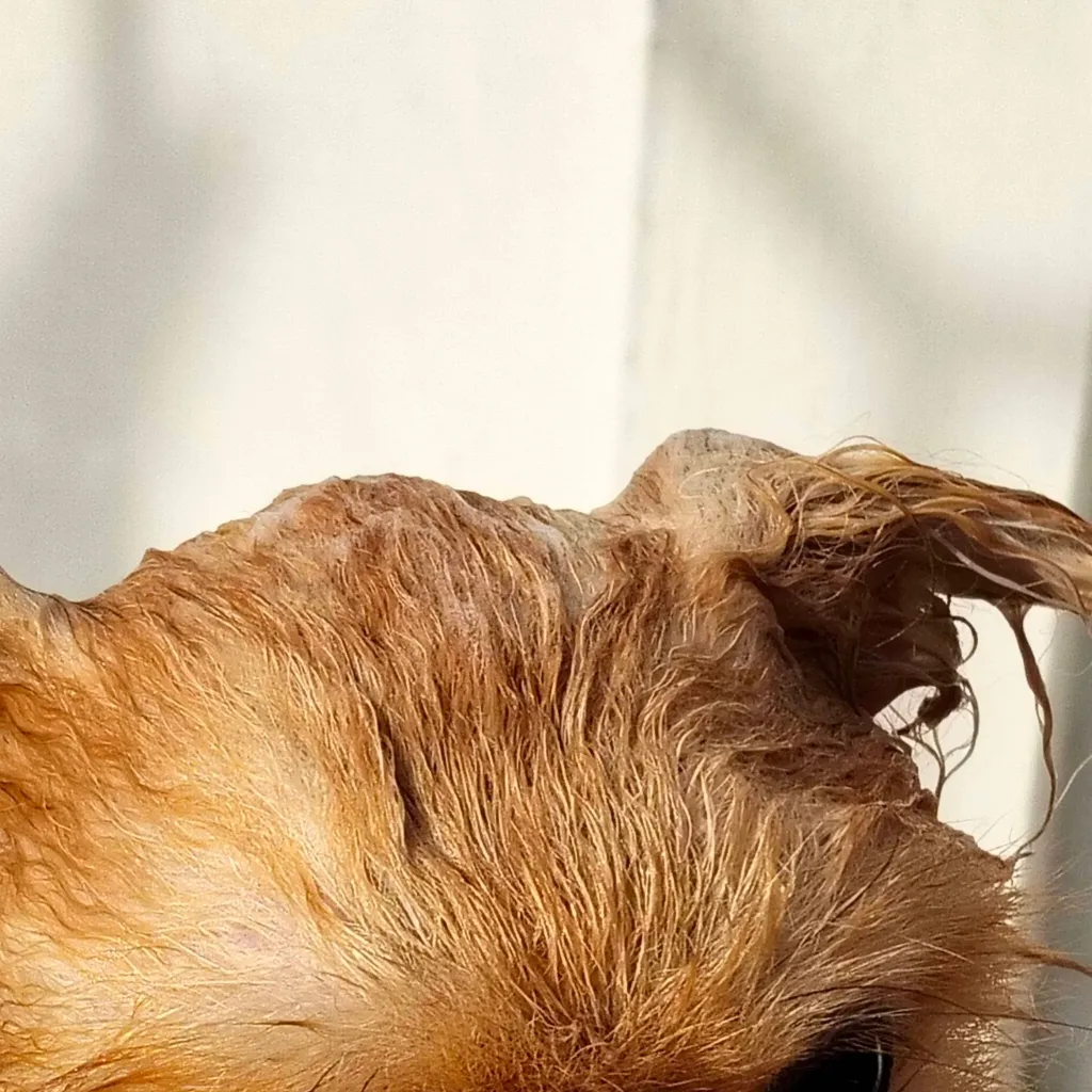 chat with ai character: abandoned puppy