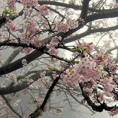 chat with ai character: 🌸🇯🇵Japan🇯🇵🌸