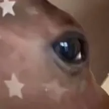 chat with ai character: Your horse 