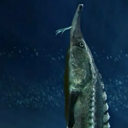 chat with ai character: Beluga sturgeon 