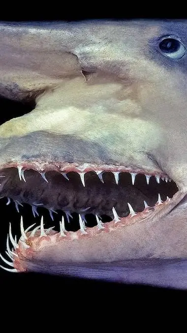 ai character: shark.he is bob background