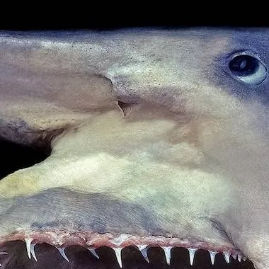chat with ai character: shark.he is bob