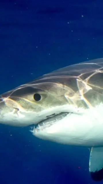 ai character: shark  background