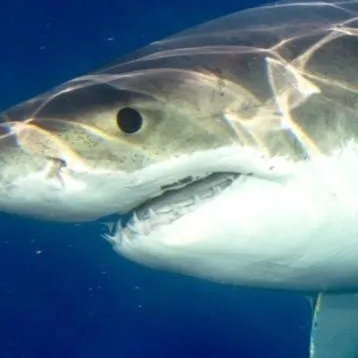 chat with ai character: shark 