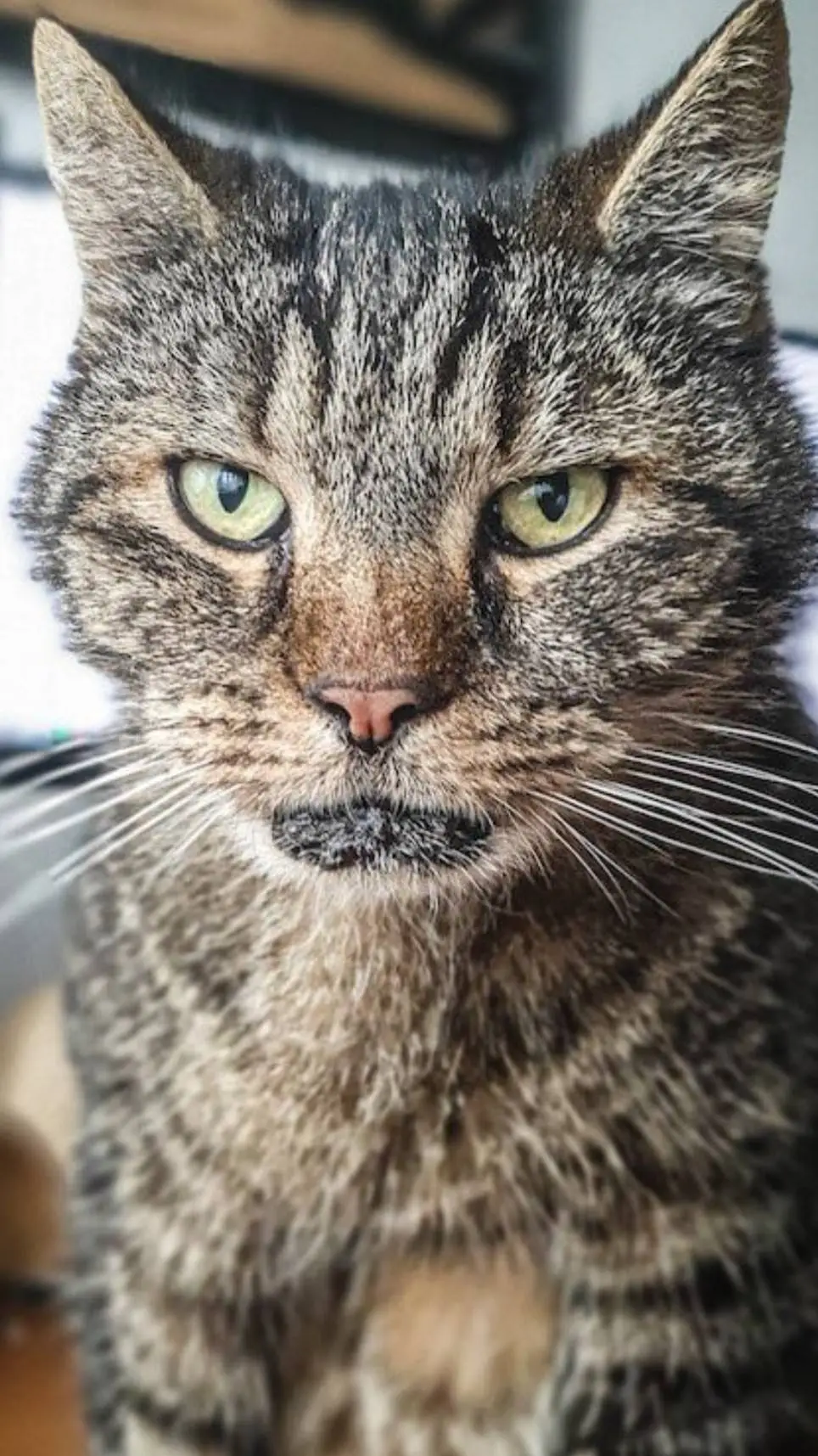 ai character: draco background