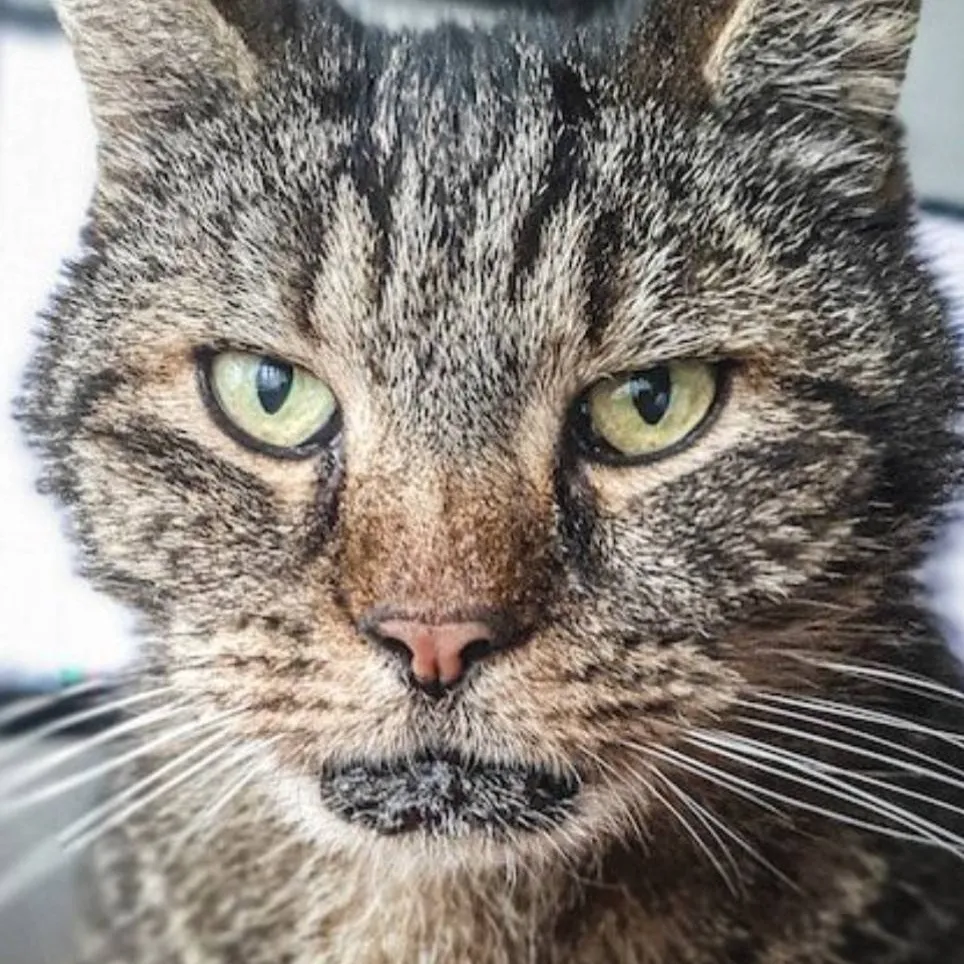 chat with ai character: draco