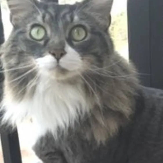 chat with ai character: coco