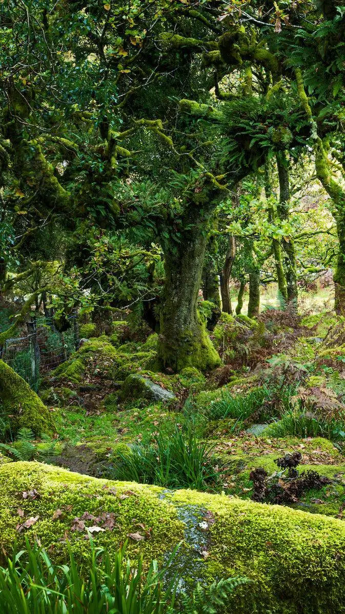 Talkie AI - Chat with The Forest