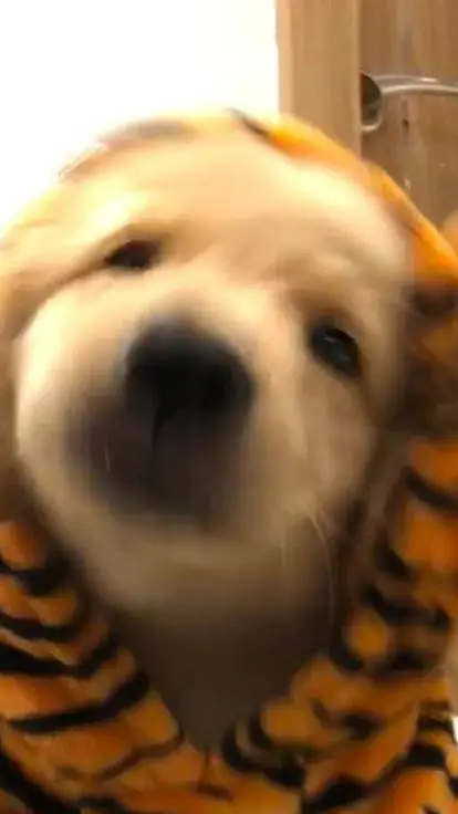 ai character: ¥SUGGESTIONS¥ background