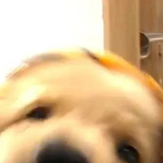 chat with ai character: ¥SUGGESTIONS¥