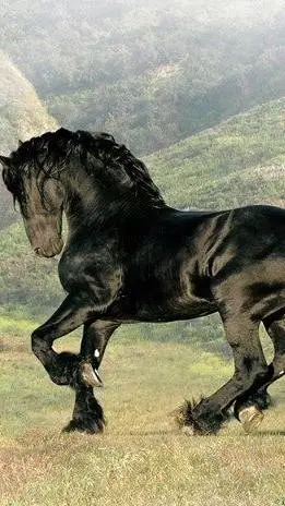 ai character: COD-Equestrian background