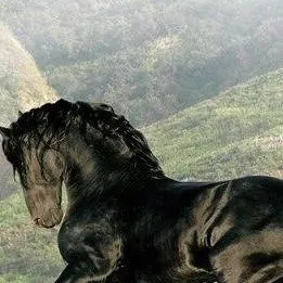 chat with ai character: COD-Equestrian