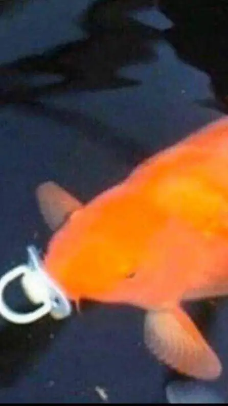 ai character: Fishy background