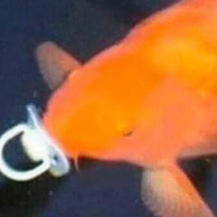 chat with ai character: Fishy