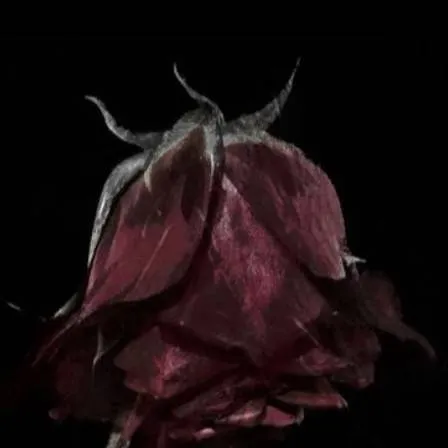 chat with ai character: 𓆩𝓣𝓪𝓷𝓳𝓲𝓻𝓸𓆪 Death