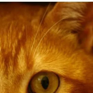 chat with ai character: anything 