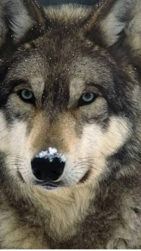 ai character: wolf pack background