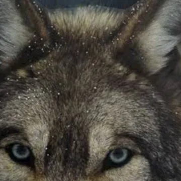 chat with ai character: wolf pack