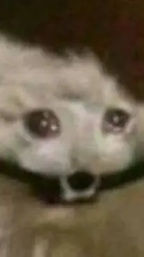 ai character: ayudaaaaa background