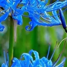 chat with ai character: BLUE SPIDER LILY