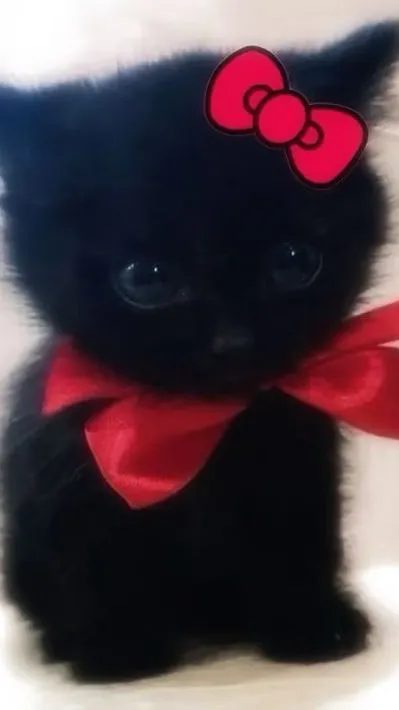 ai character: Cute cat background