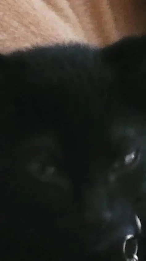 ai character: Pickles The Cat background