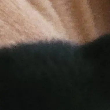 chat with ai character: Pickles The Cat