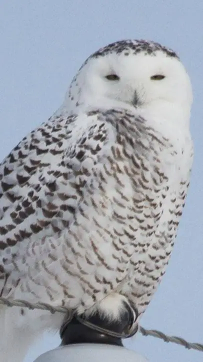 ai character: snowy owl background