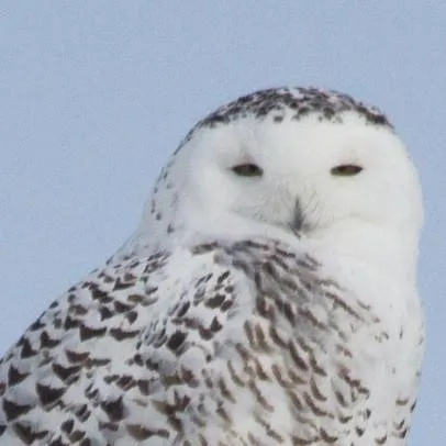 chat with ai character: snowy owl