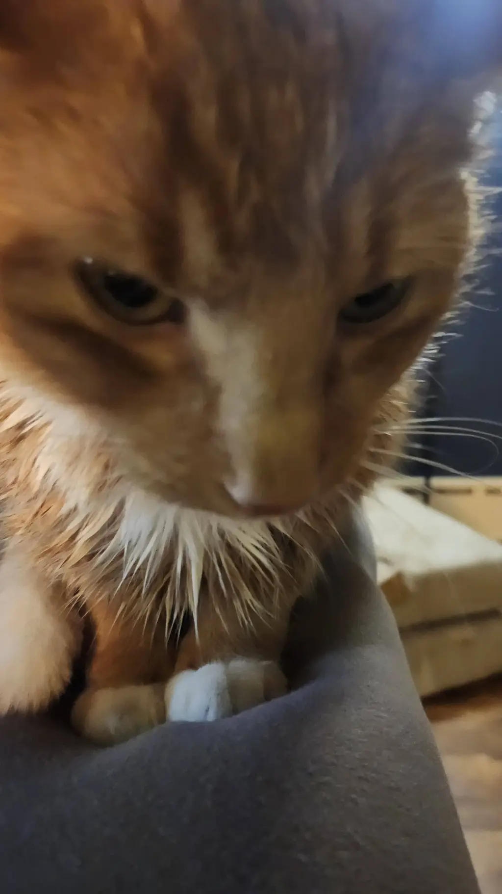 ai character: meme bro background