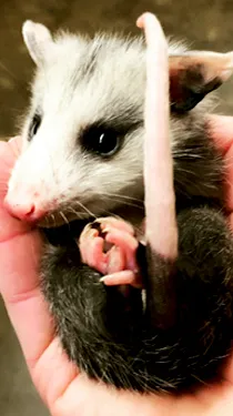 ai character: Opossum  background