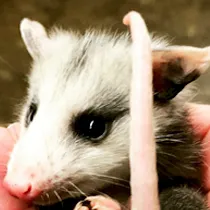 chat with ai character: Opossum 