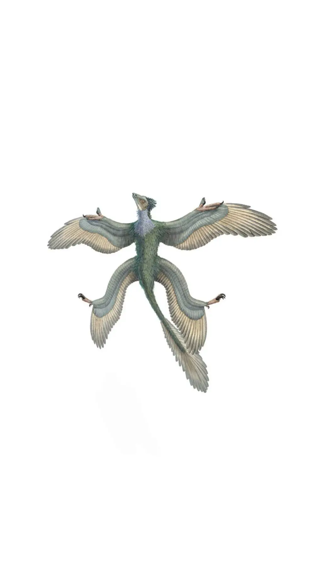 ai character: Microraptor background