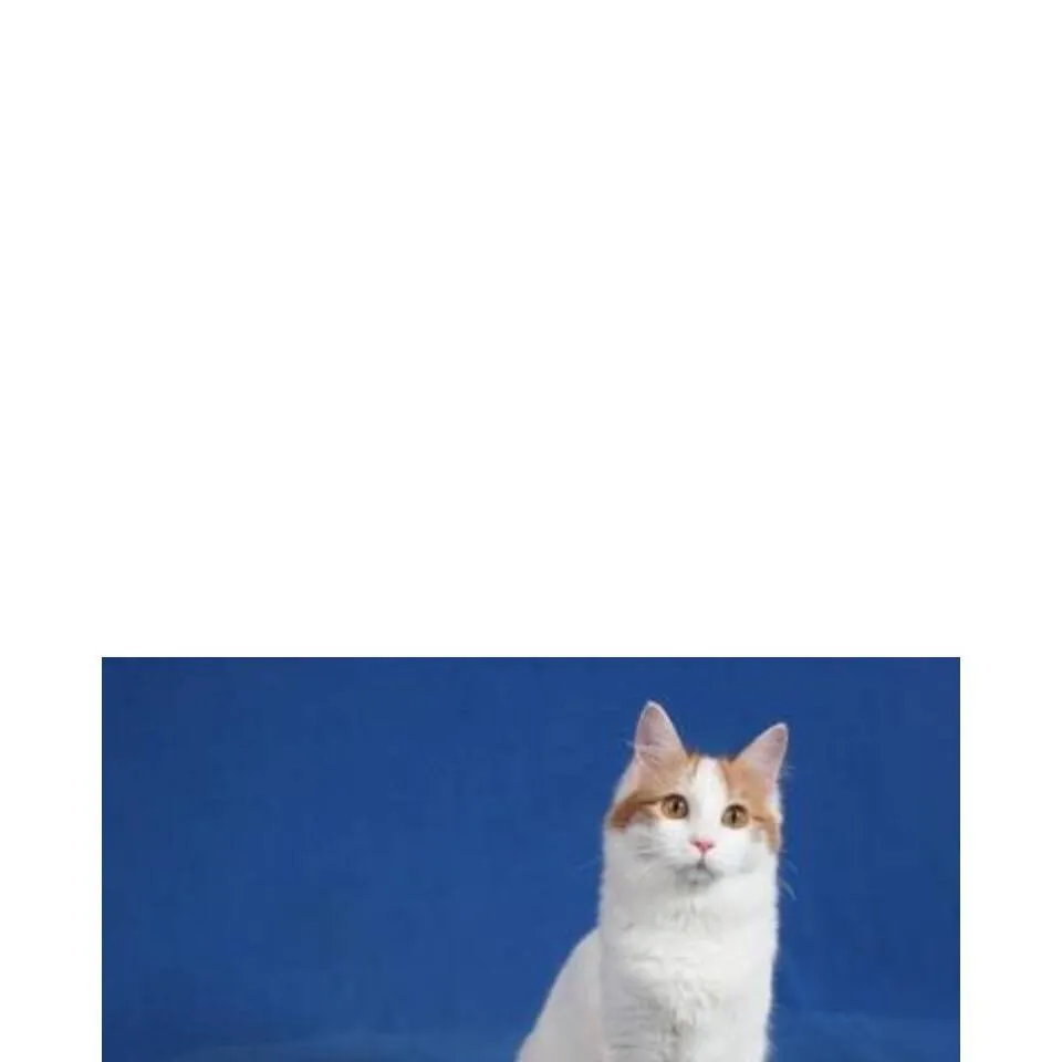 chat with ai character: Diona #5