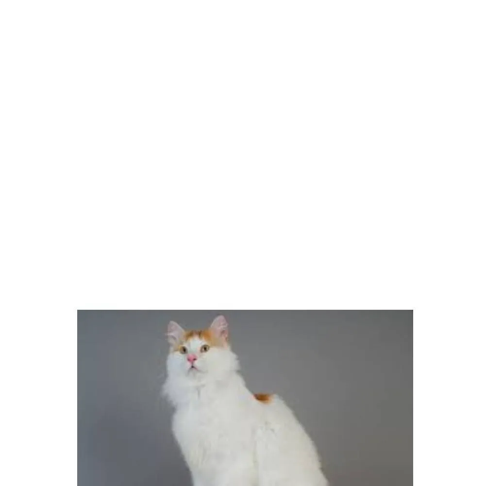 chat with ai character: Diona #6