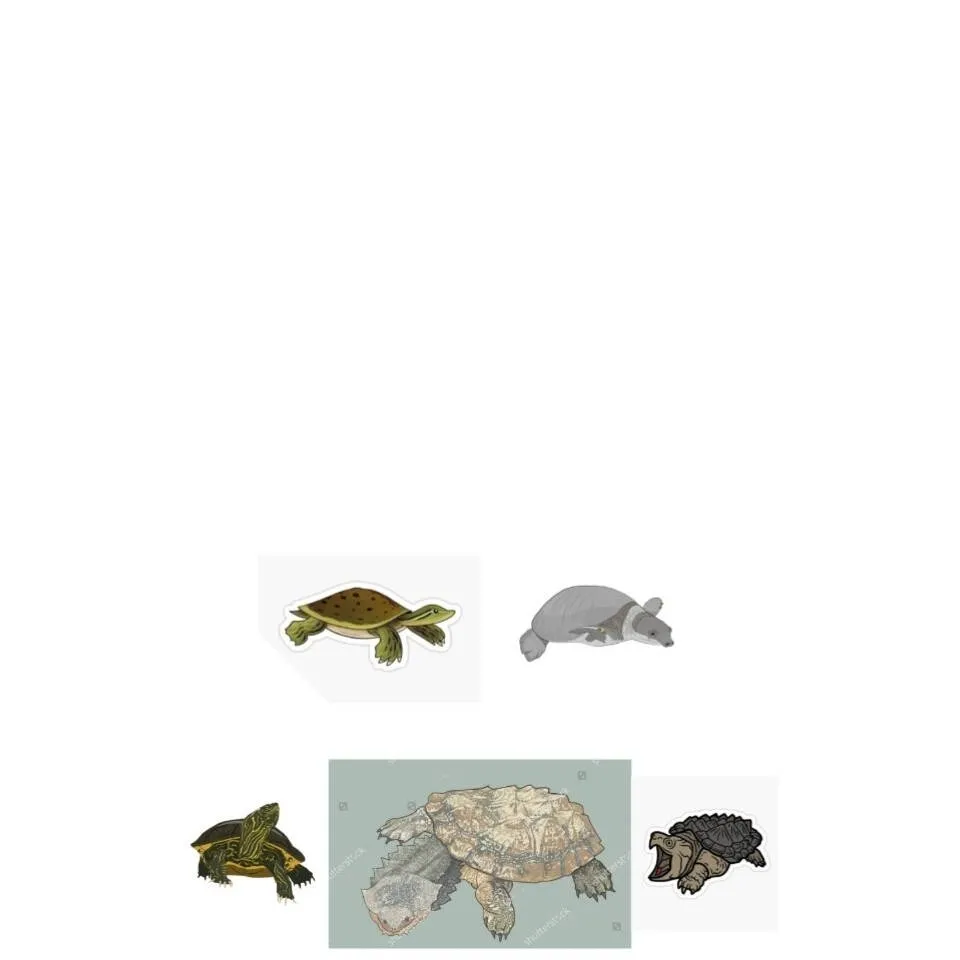 chat with ai character: Turtles