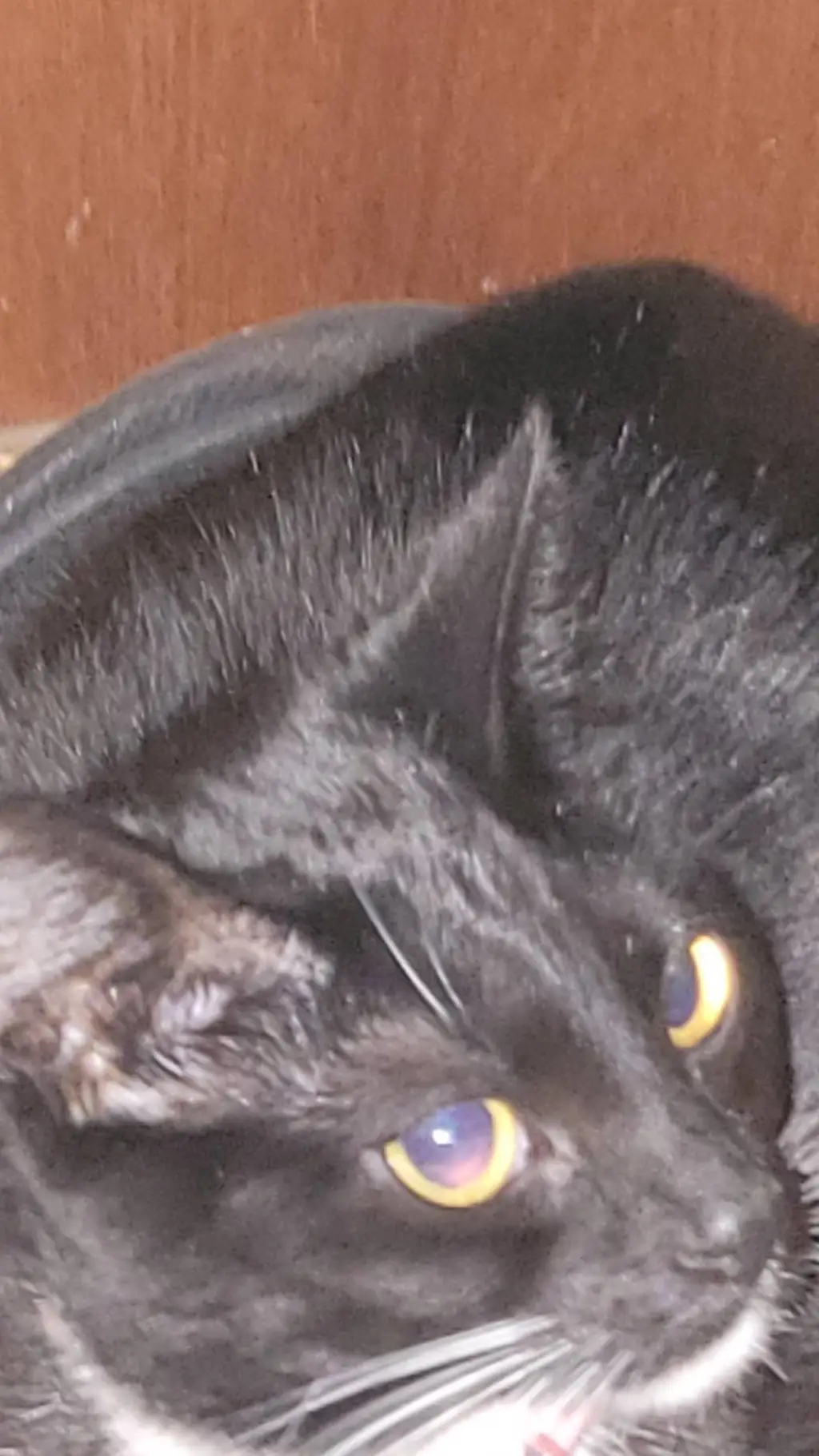 ai character: :cat; background