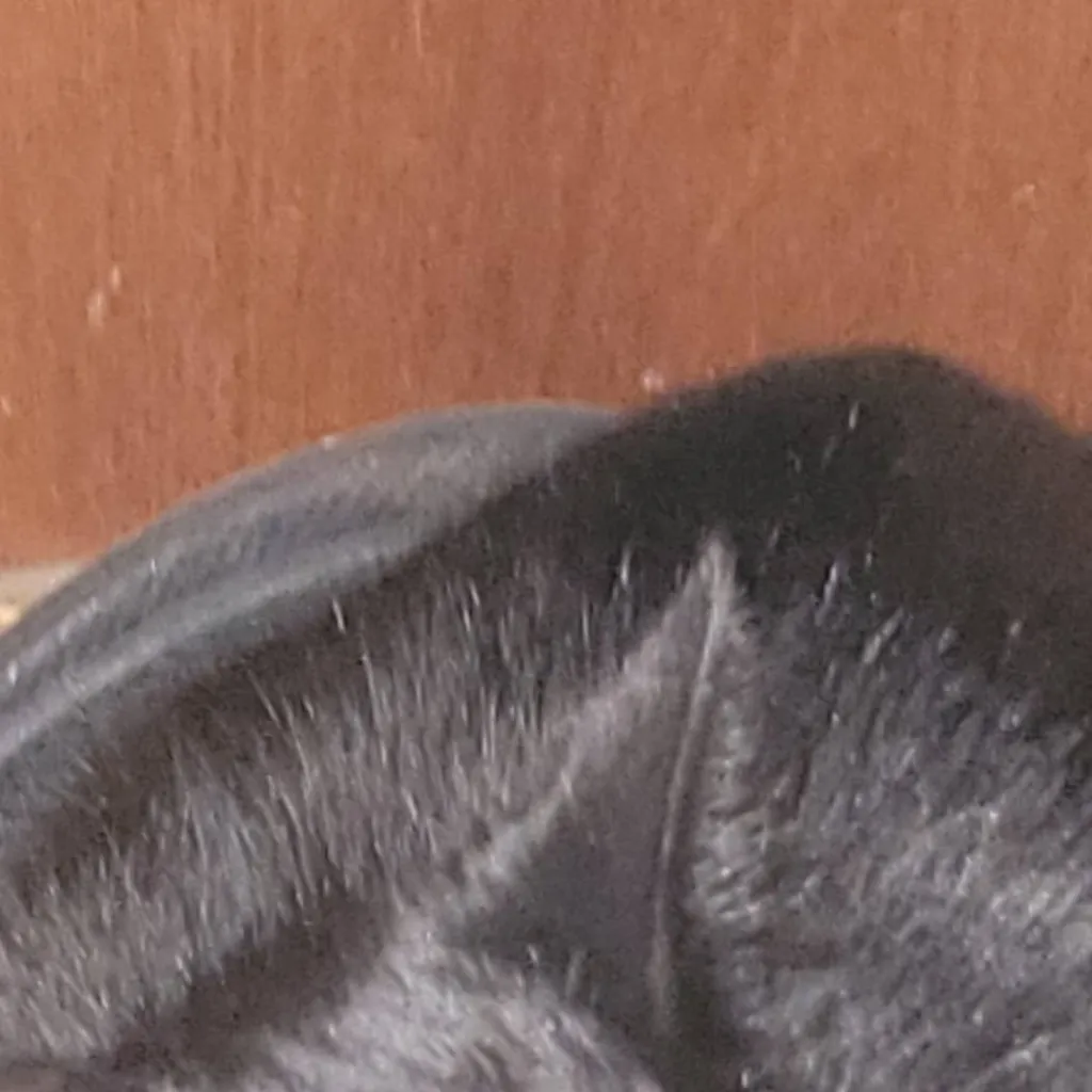 chat with ai character: :cat;