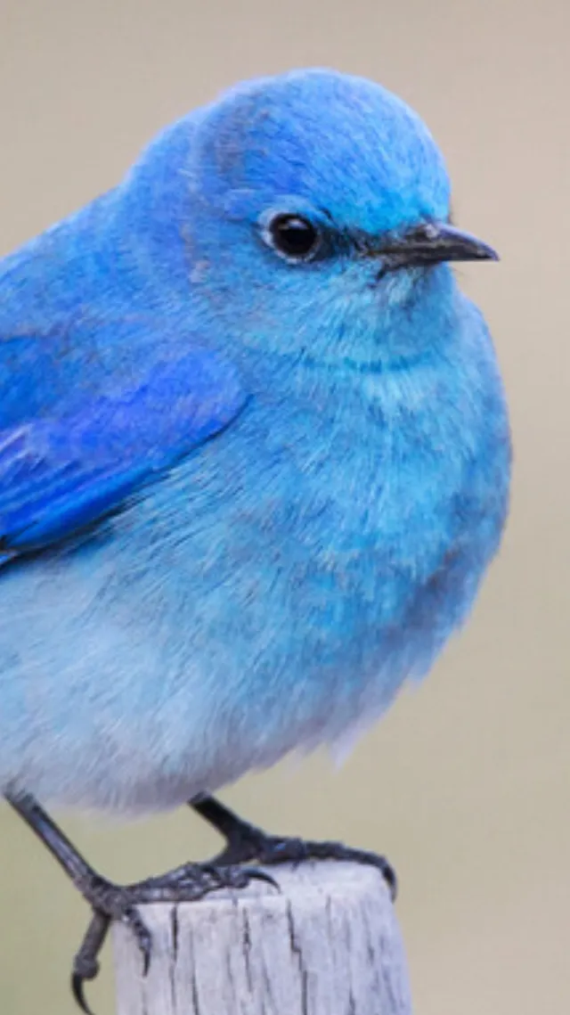 ai character: Mountain bluebird background