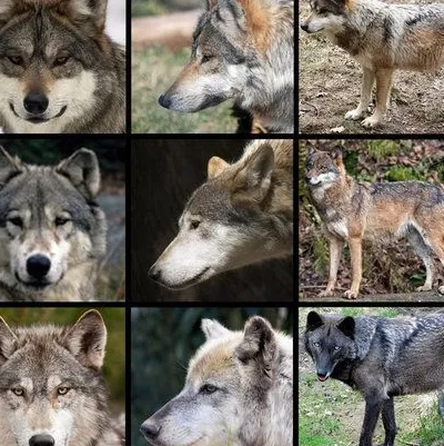 chat with ai character: Vent