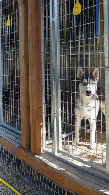 ai character: Dog adoption place background