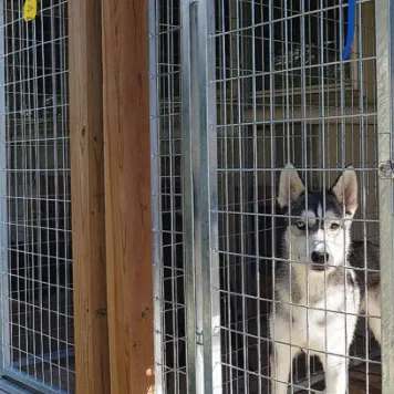 chat with ai character: Dog adoption place