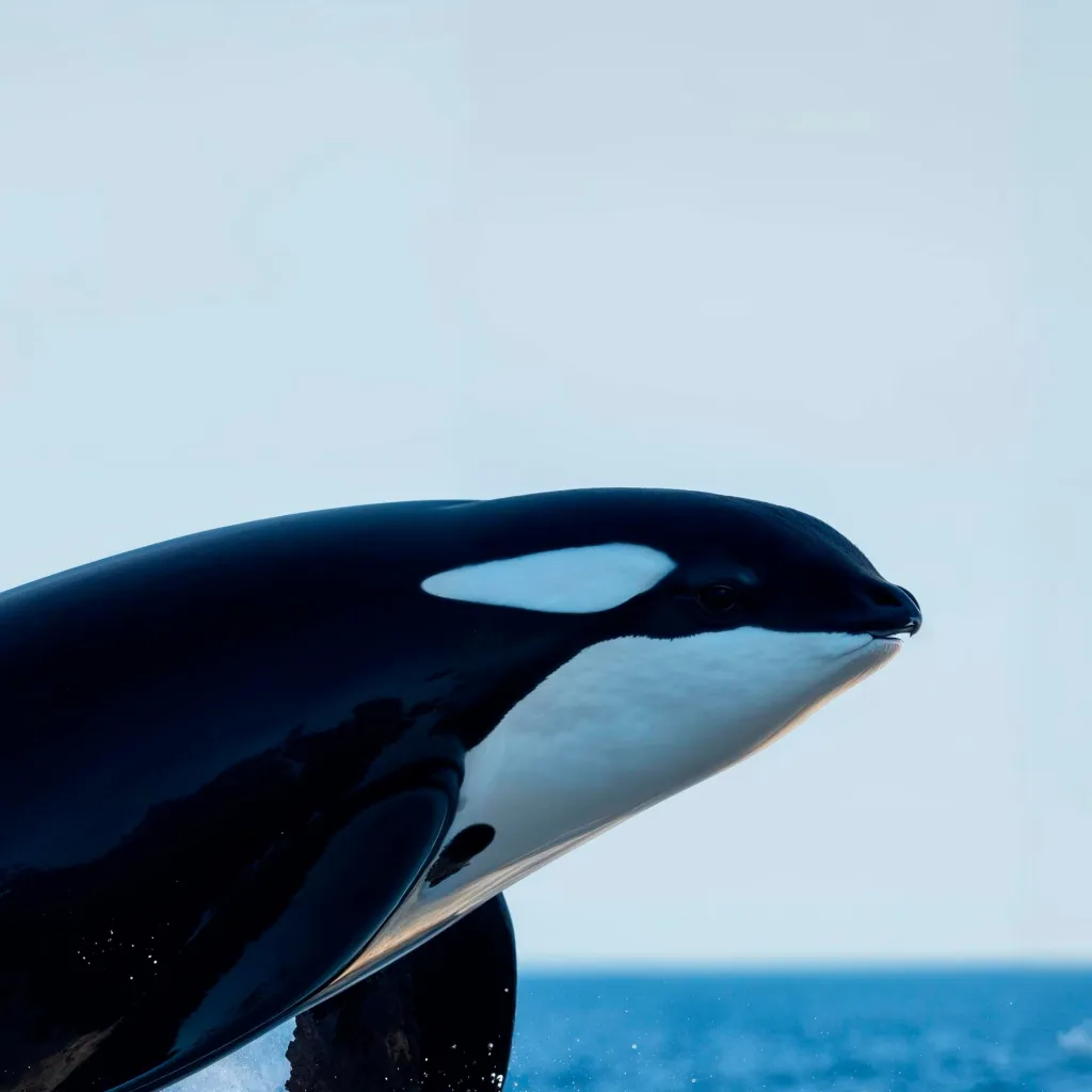 chat with ai character: Orca Whale