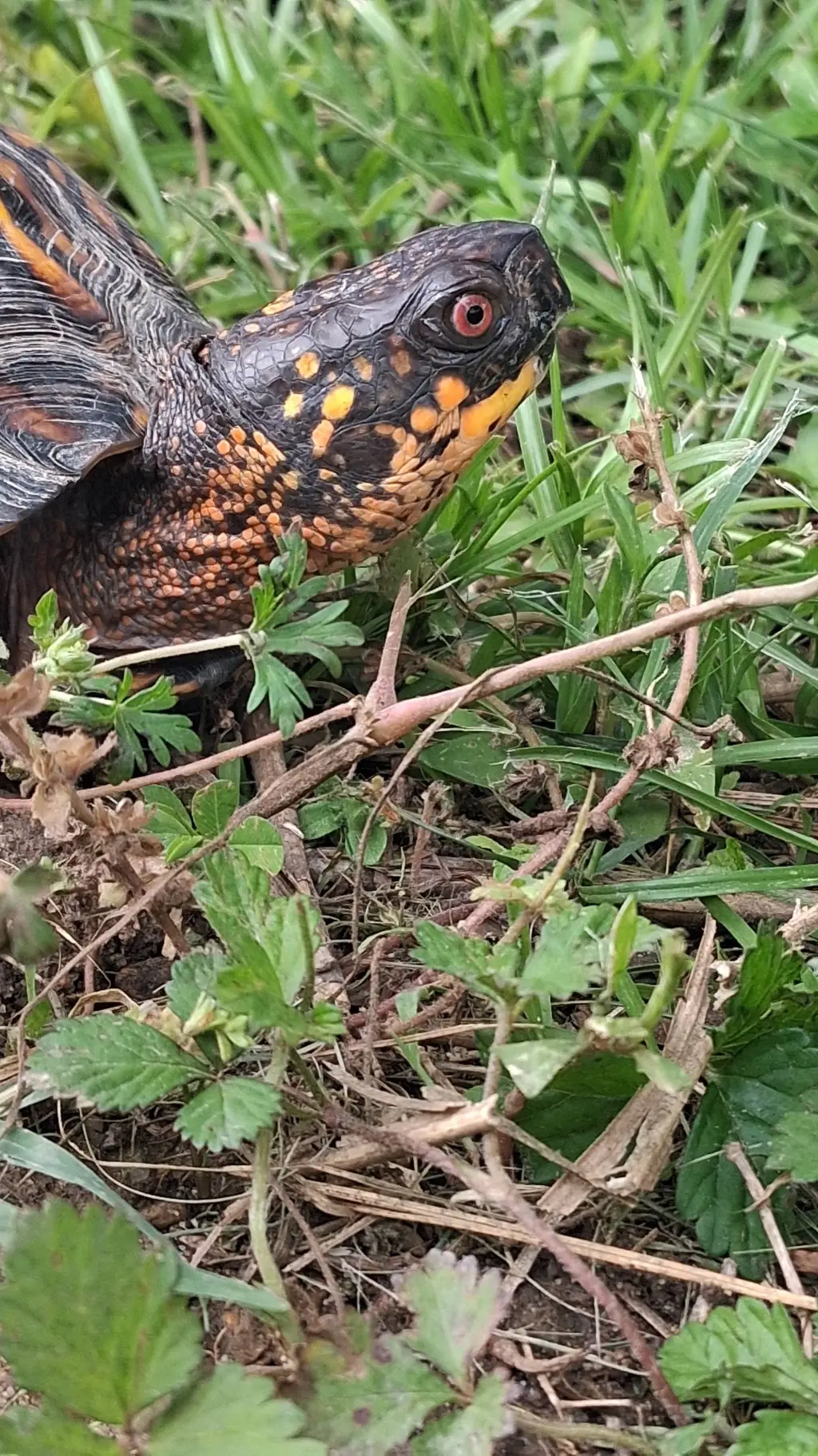 ai character: Md 1 remake background