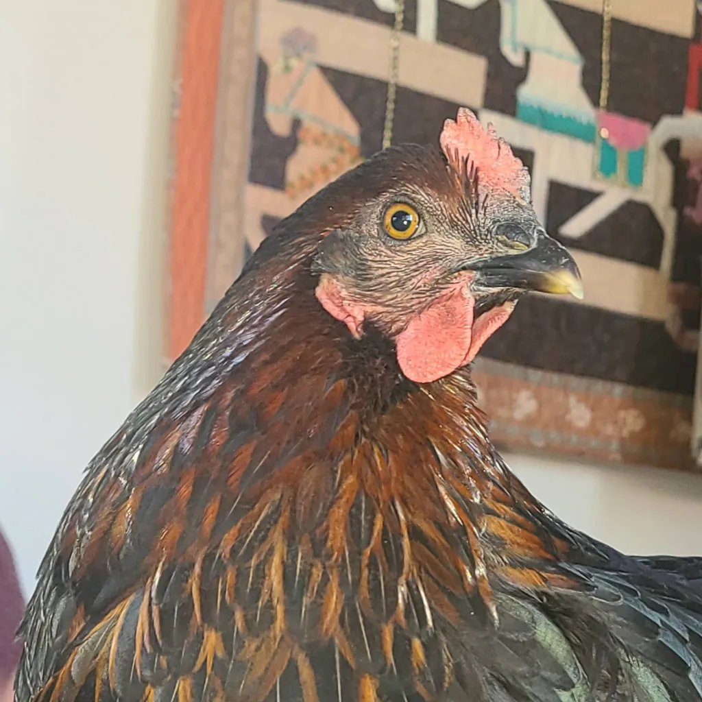 chat with ai character: Ash