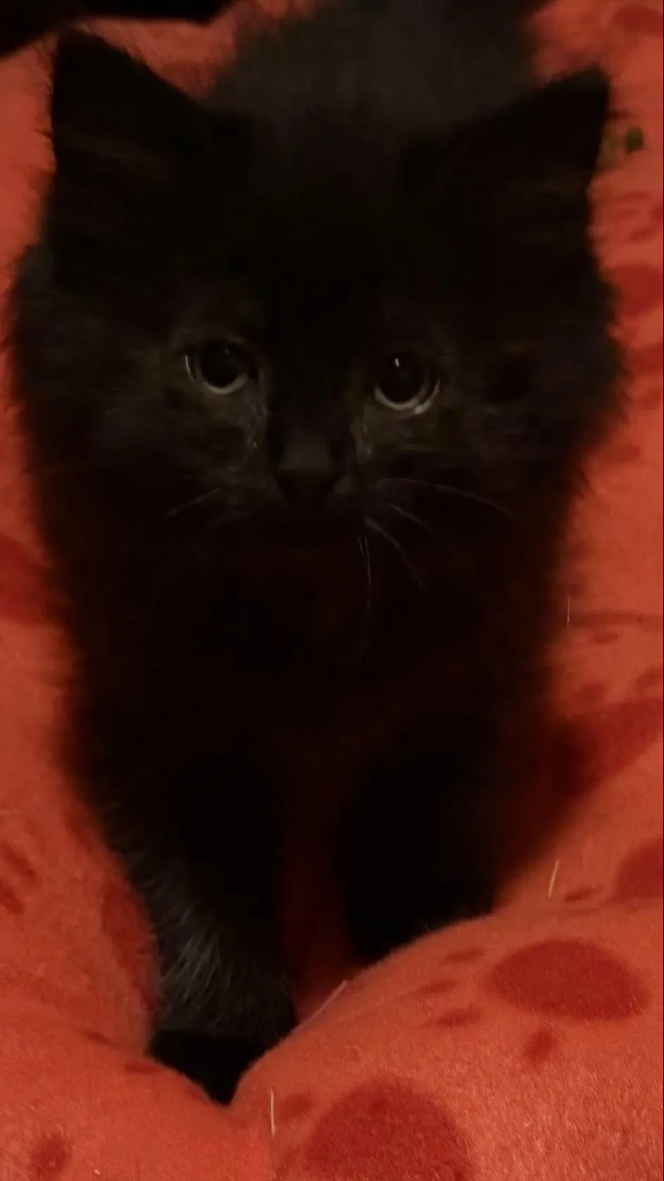 ai character: Lilly bainbridge background