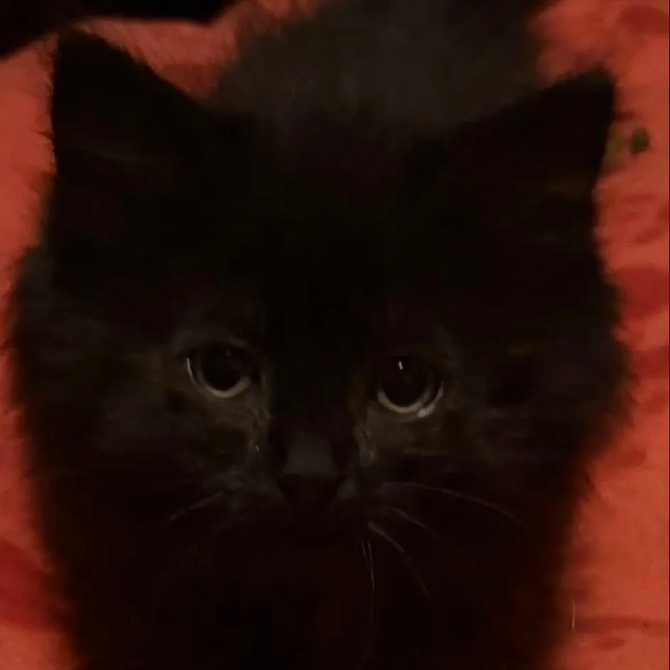 chat with ai character: Lilly bainbridge