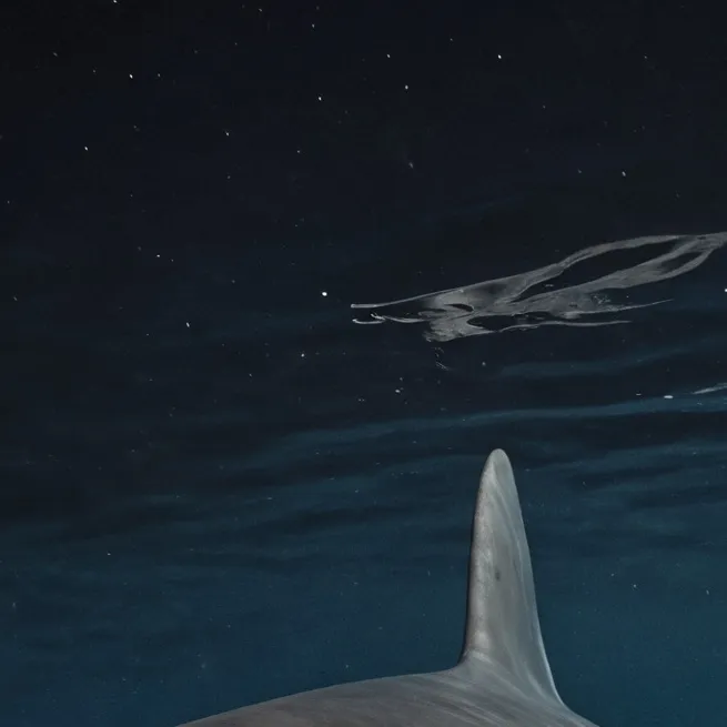 chat with ai character: Horror Shark 