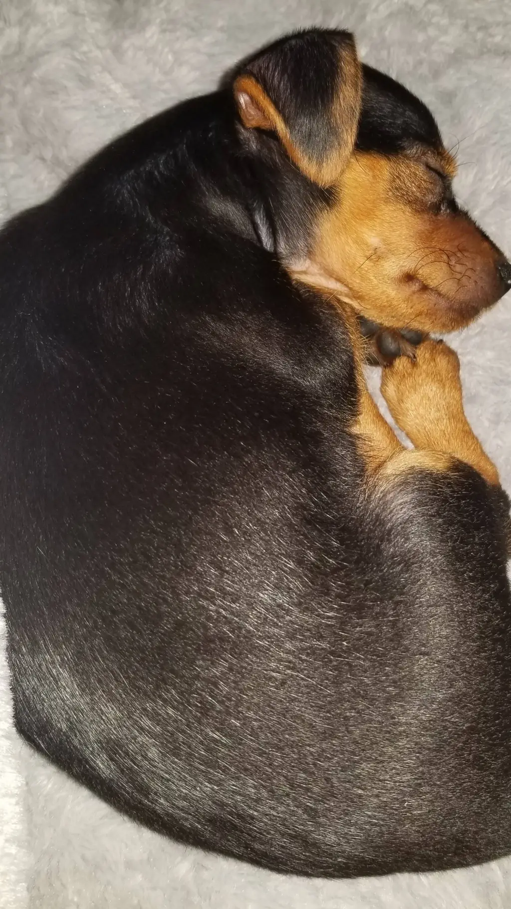 ai character: A Random Dog background